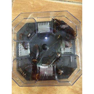 Máy bắt gián tự động