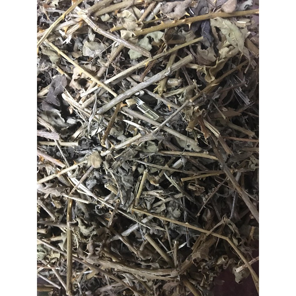 Cà Gai Leo Bắc Giang