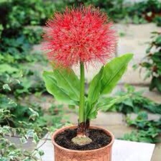 Hồng tú cầu