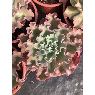 Sen đá Bắp Cải 20-22cm
