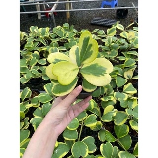 Cẩm cù lá trái tym