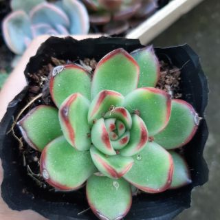 Sen đá viền đỏ 4-6cm siêu đẹp - 1 đổi 1.