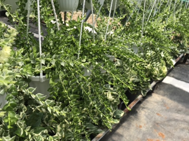 Chậu treo cây Lan tim xanh