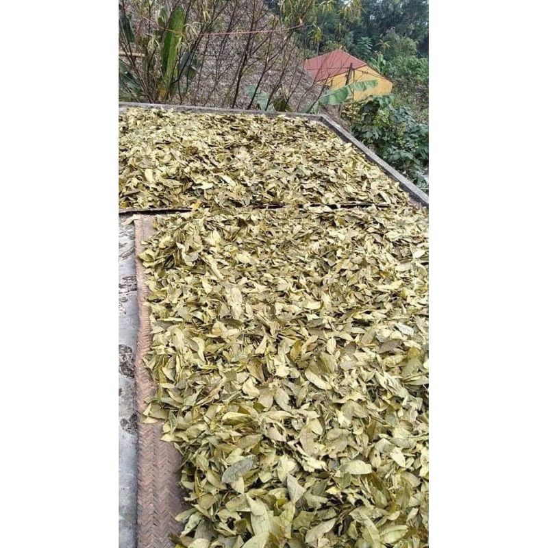 300gr trà bancha lâu năm