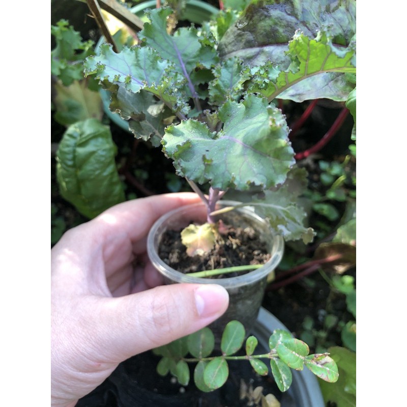 Cải Kale Tím scarlet