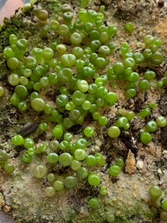 Hạt giống Lithops (Thạch Lan) Mix