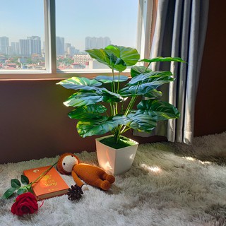CÂY TRẦU BÀ ĐỐM 18 LÁ TO - 60cm