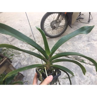 Lan ngọc điểm cây 4 năm