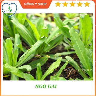 Túi zip trồng thử - hạt giống ngò gai rạng đông - rado 76