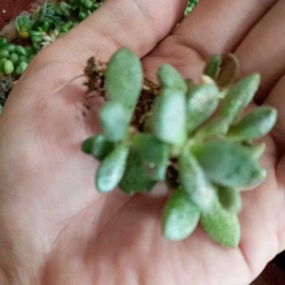 Sen đá mới Adromischus Mamillaris