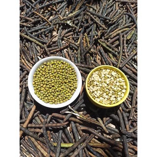 Đỗ xanh canh tác Enzyme