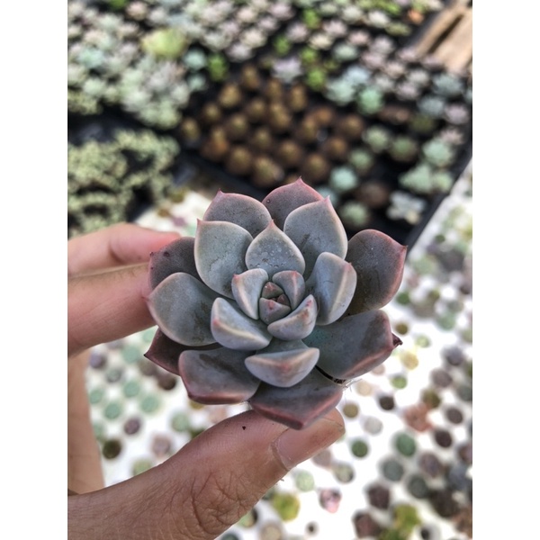 Sen Đá Đá Hồng size vĩ 3cm Hư 1 Đổi 1