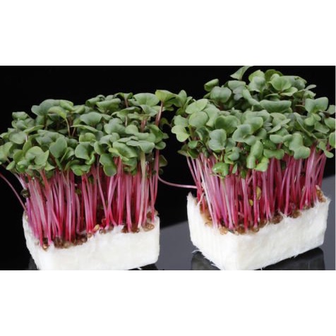 Hạt giống rau mầm của cải đỏ 100gr