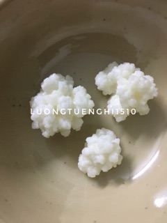 Nấm sữa kefir