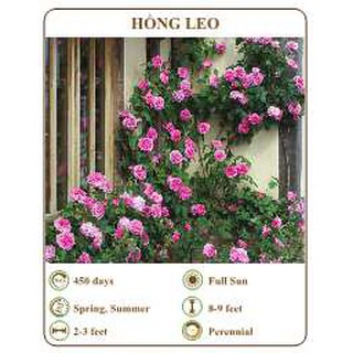 Hạt giống hồng leo - THE XANH