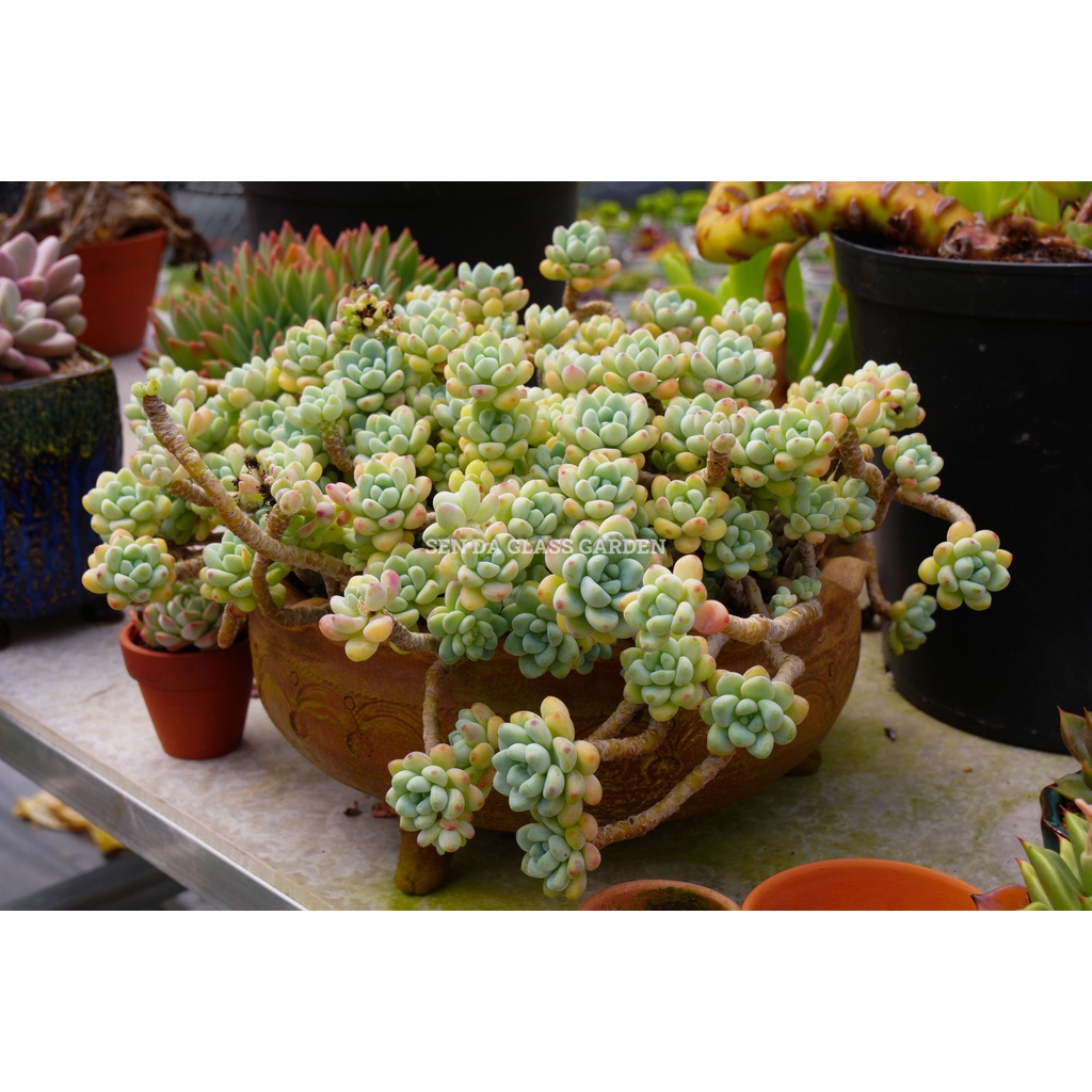 Hàng khủng Sen đá Sỏi thiên thanh GLASS GARDEN gốc thụ 30cm, cây giống hình.