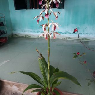 1 củ Hạc Đỉnh Nâu (thơm)