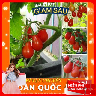 Hạt Giống Cà Chua Lê Đỏ - 30 Hạt / Gói
