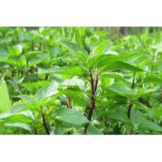 THBB 5GR - HẠT GIỐNG RAU HÚNG QUẾ HGNTD