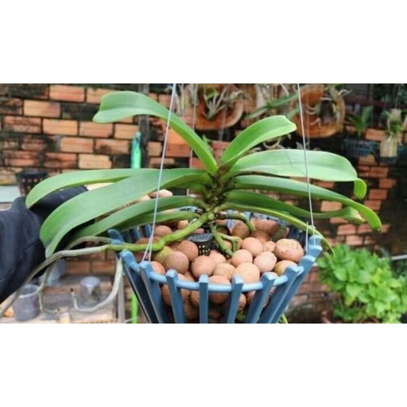 Đất Sét Nung Popper Thái Lan Trồng Lan, Sen Đá, Sứ Cây Cảnh gói 1 lít