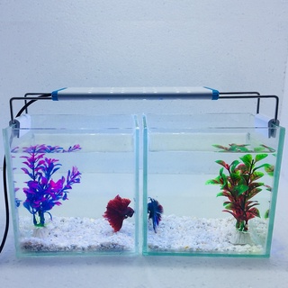 Bể cá mini Bể cá mini cubic