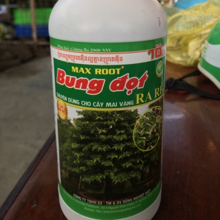 Bung đọt - ra rễ