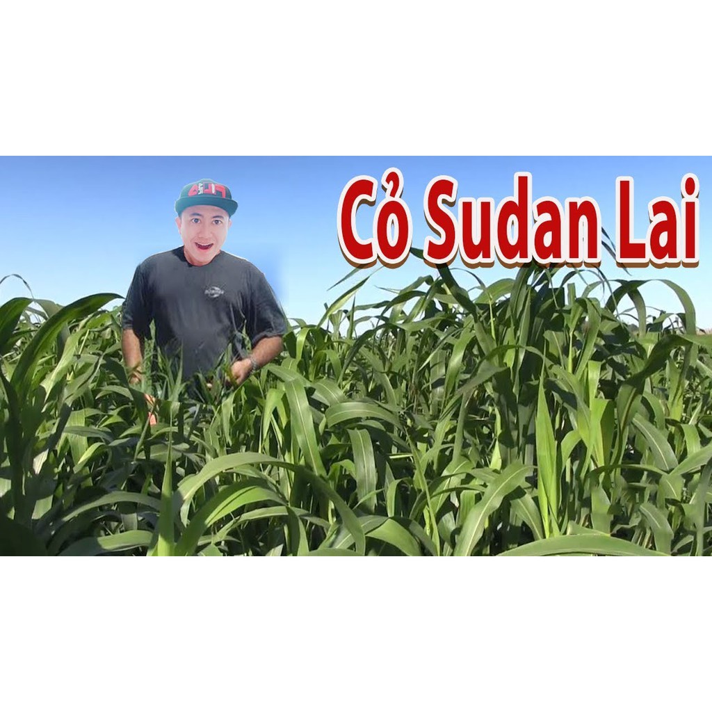 Hạt Cỏ Ngô SUDAN LAI 100g - Cỏ siêu dinh dưỡng lá mềm không lông