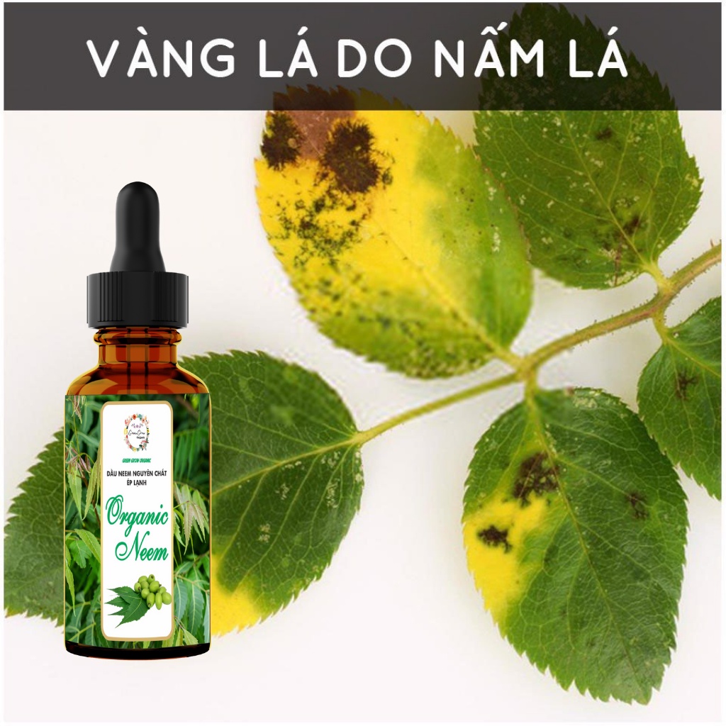 Tinh dầu Neem oil Green Grow Organic phòng trừ sâu bệnh bọ trĩ nhện đỏ nấm lá cho Hoa Hồng và các loại hoa kiểng MS185