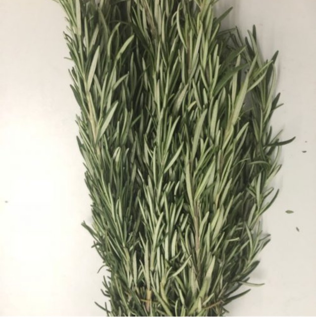 [ CHỈ GIAO TPHCM ] CÂY GIA VỊ HƯƠNG THẢO (ROSEMARY) BỤI LỚN