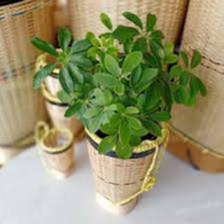 Gùi dân tộc nhí