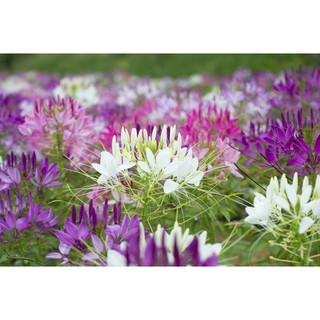 Hạt giống hoa Hồng ri mix