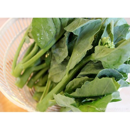 RAU CẢI LÀN