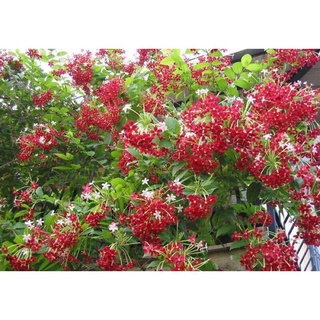 Cây giống hoa Sử quân tử (hoa giun)