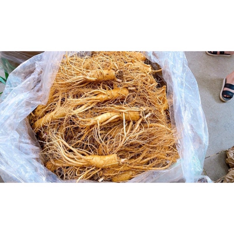 Sâm Tươi Hàn Quốc 8 Củ 1 Kg Loại Thân Dài Đẹp Kiểm Tra Hàng Trước Khi Thanh Toán [ Hàng Mới Về ]