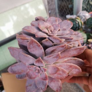 Echeveria Super Bum ( Cổ thụ)