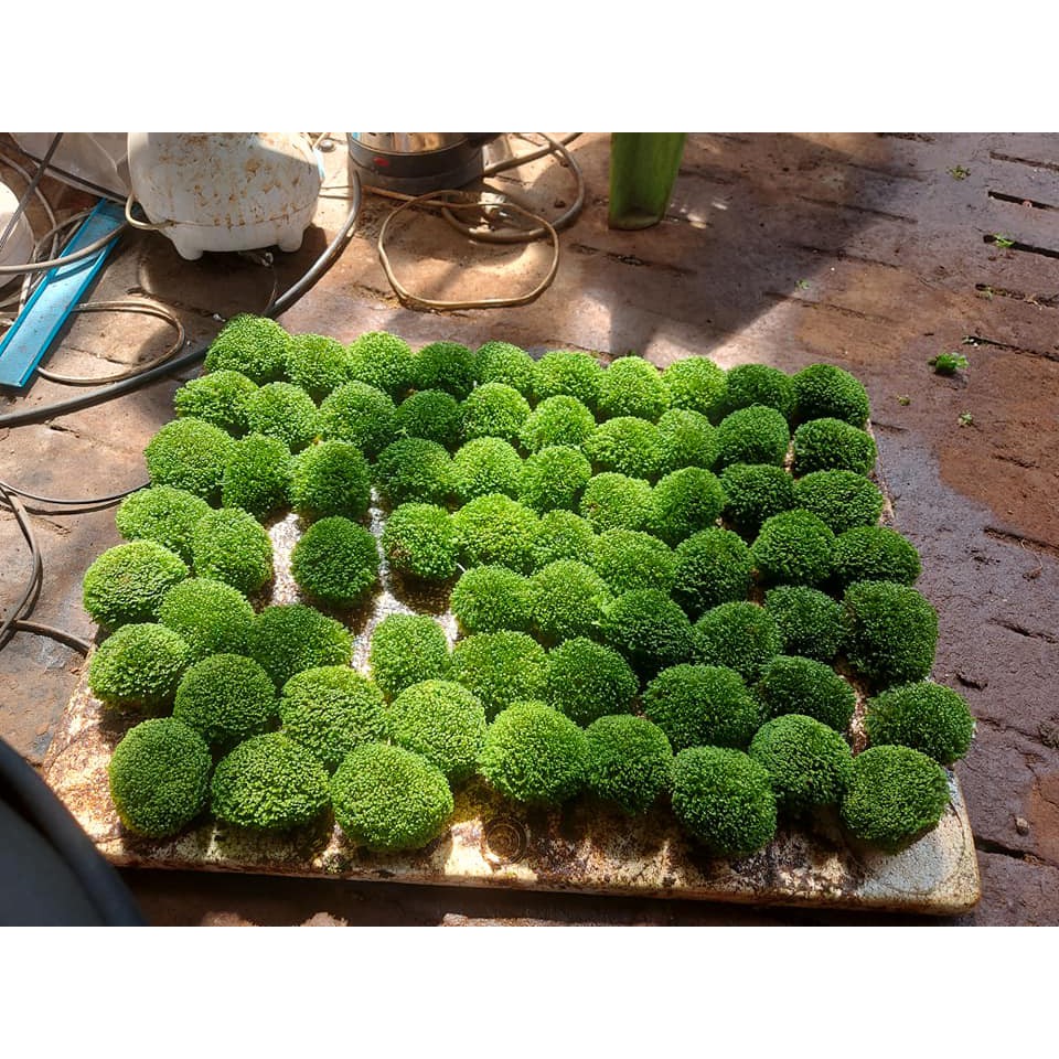 Rêu Mini Fiss Bám Đá loại lớn- Mini Fiss Viên Thuỷ Sinh - viên rêu minifiss - trang trí bể thủy sinh - bể tép