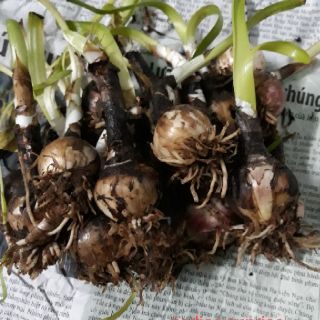 1 củ huệ mưa hồng (zodiac suprise) (hình củ 5,6,7,8)