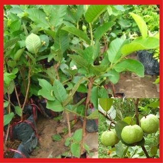 Cây giống ổi nữ hoàng dễ trồng năng suất cao.