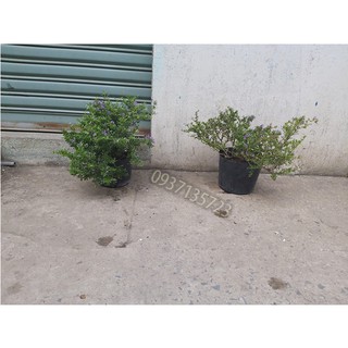 CÂY LINH SAM -CAO TỪ  20-35 CM