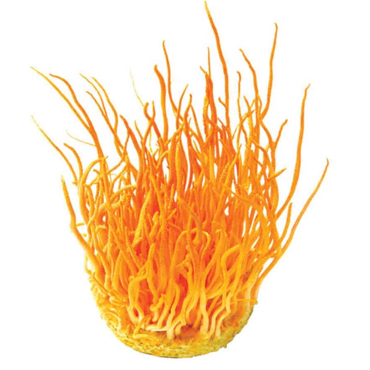 Đông Trùng Hạ Thảo sấy khô 100 gram.