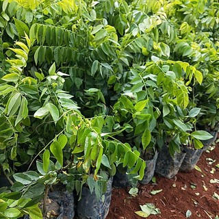 CÂY SƯA ĐỎ (CÂY GIỐNG)