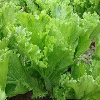 HẠT GIỐNG CẢI BẸ MÀO GÀ