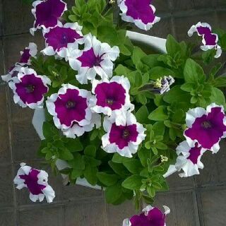 Dạ yến thảo viền