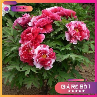 Hạt Giống Hoa Mẫu Đơn Kép Mix ( Gói 05 Hạt) LUCKY.VN