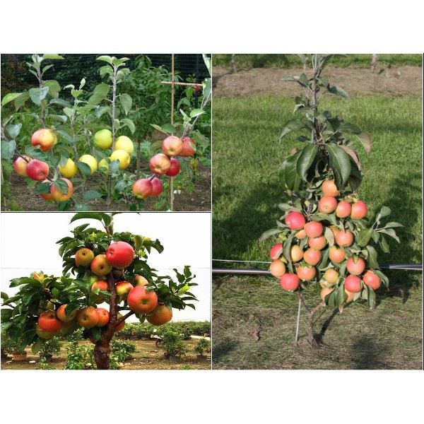 hạt giống cây táo đỏ cao cấp