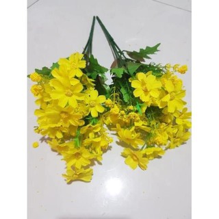 Hoa cúc dại