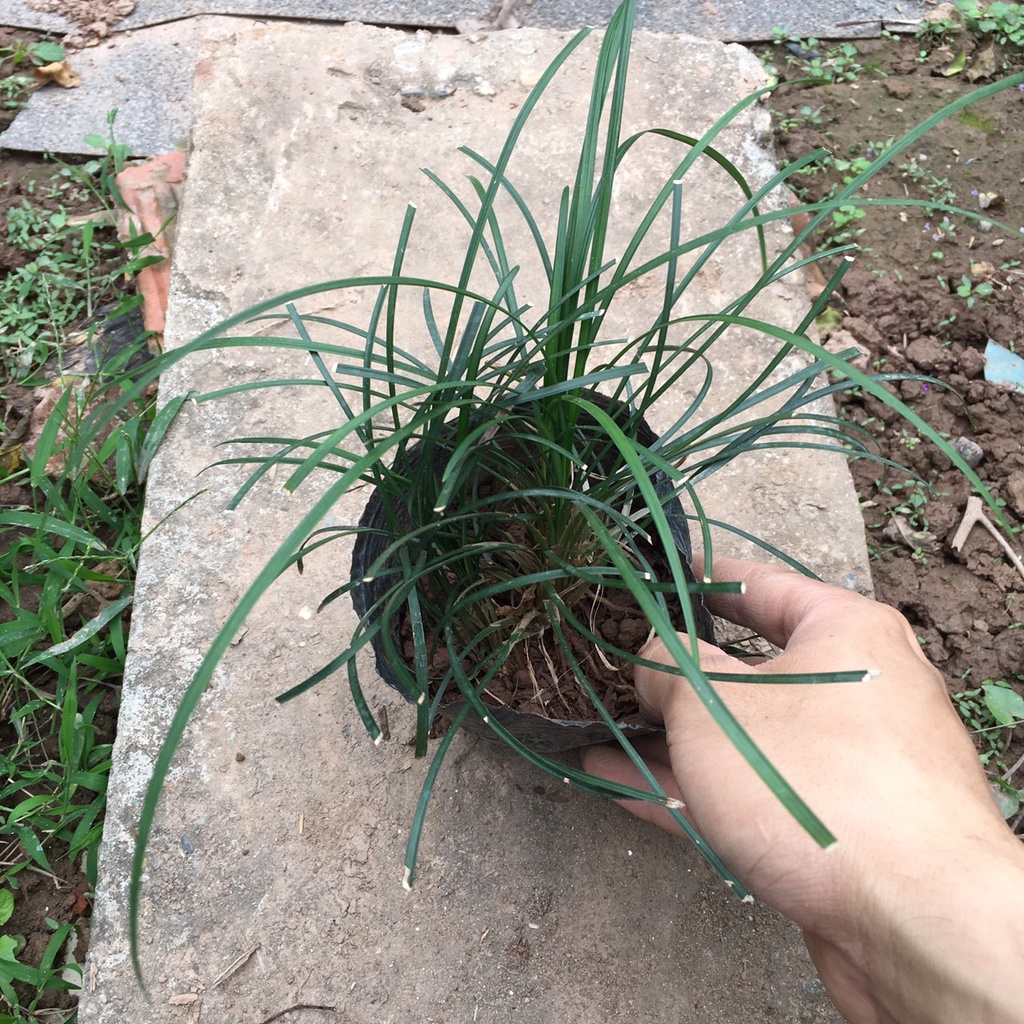 Cây CỎ Tóc Tiên Bụi Nhỏ Trồng Sẵn,Dễ Chăm Thích Hợp Làm Đường Riềm Sân Vườn