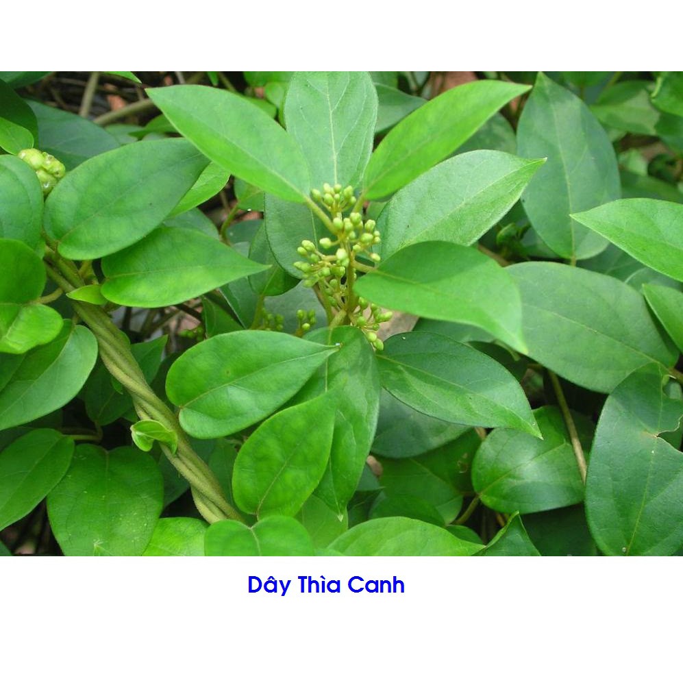 Dây Thìa Canh Tươi Hải Hậu ( 1kg)