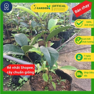 Cây giống mộc hương ta xịn cao khoảng 30cm