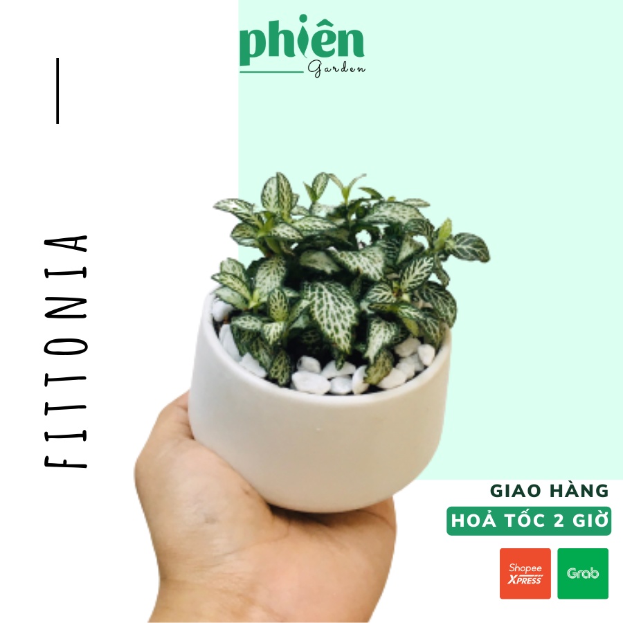 Cây Fittonia lá may mắn - Cây cẩm nhung để bàn kèm chậu gốm tráng men